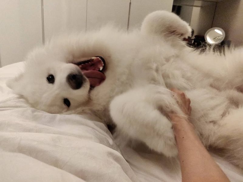 Rolling Over for Belly Rubs