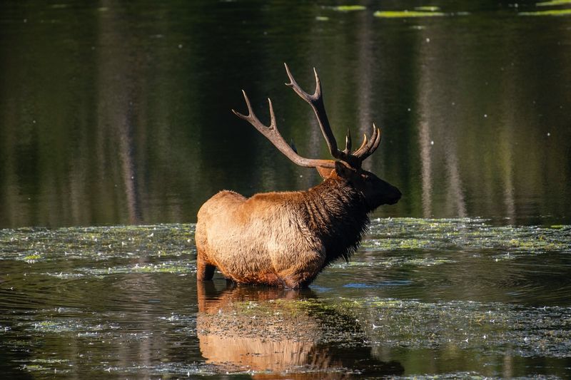 Roosevelt Elk