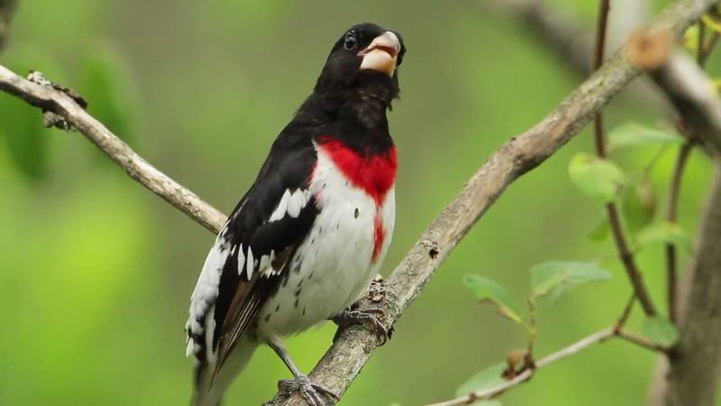 Rose-Breasted Grosbeak