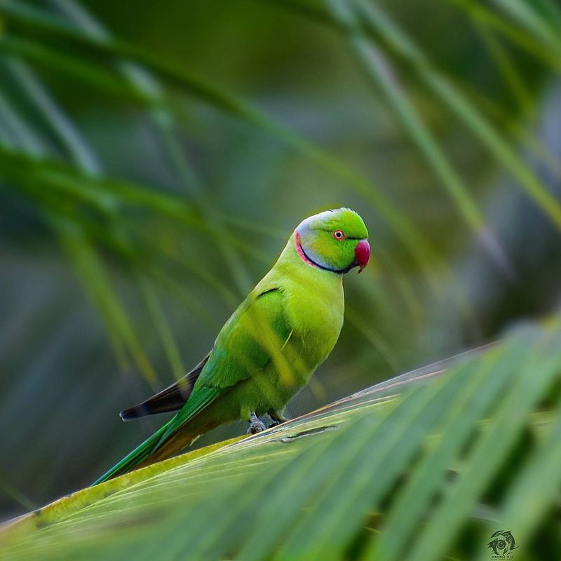 Rose-ringed Parakeet