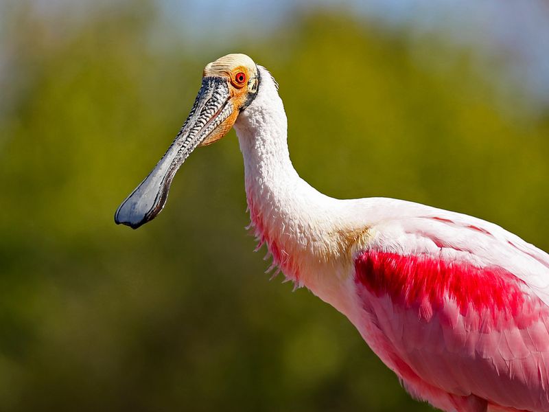 Roseate Spoonbill