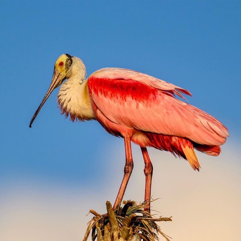 Roseate Spoonbill