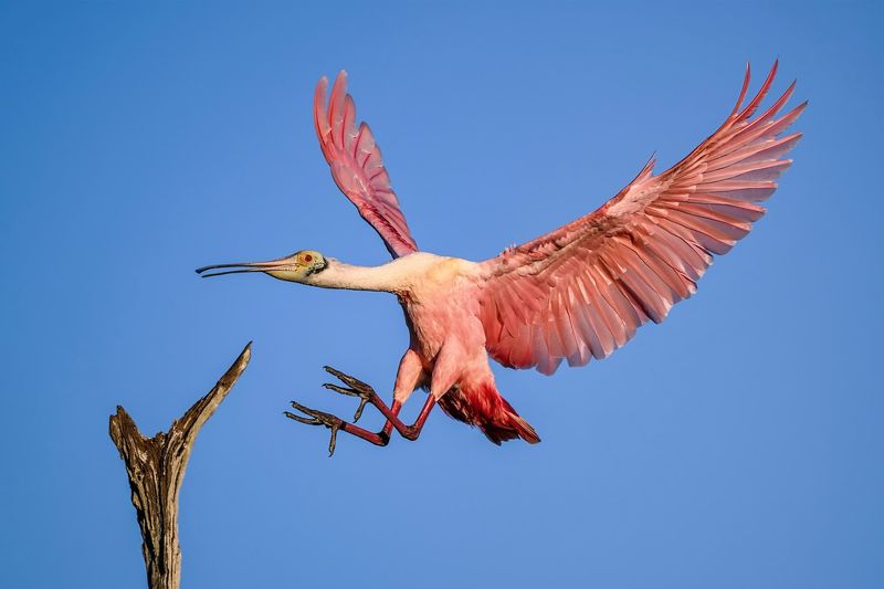 Roseate Spoonbill