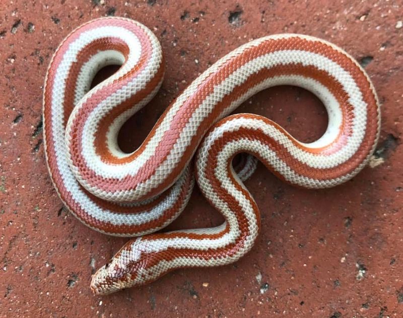 Rosy Boa