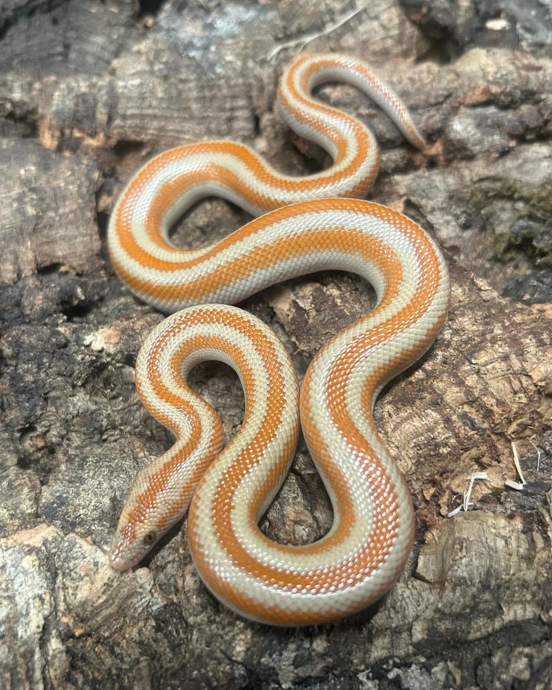 Rosy Boa