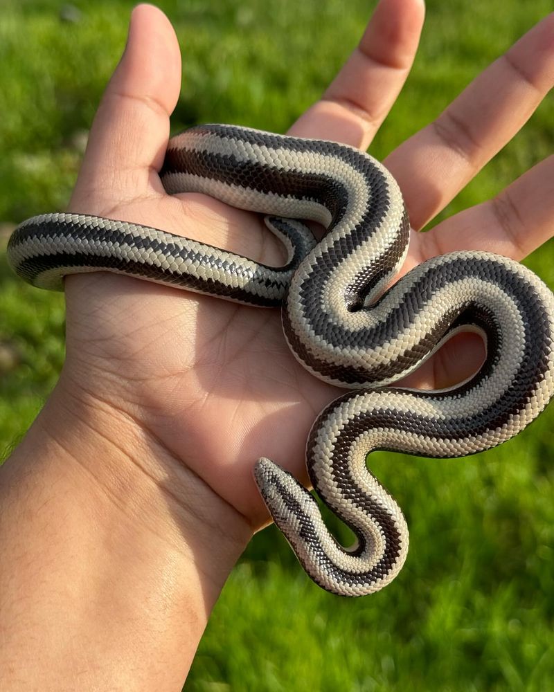 Rosy Boa