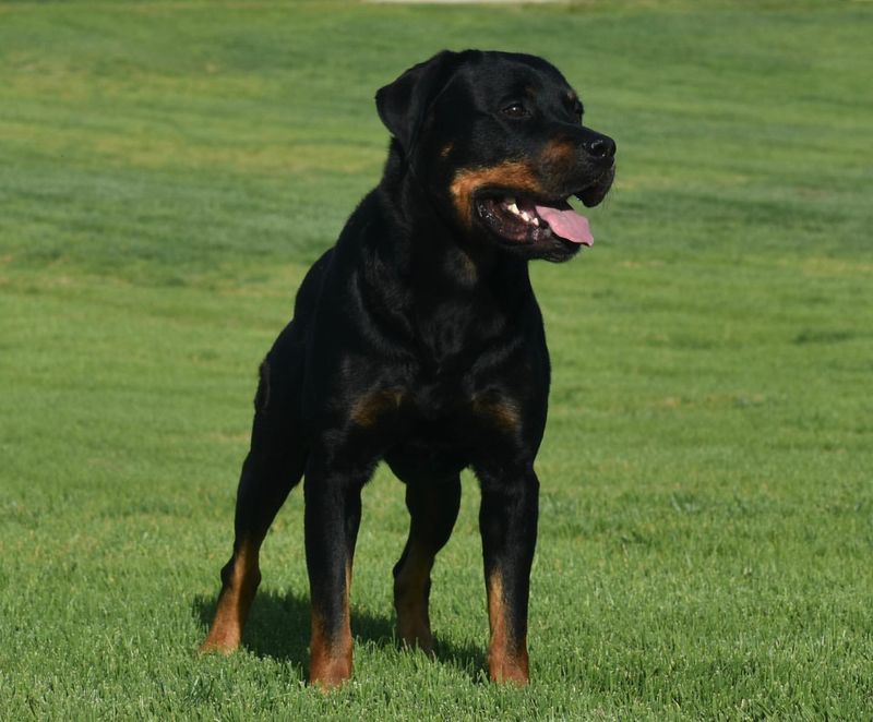 Rottweiler