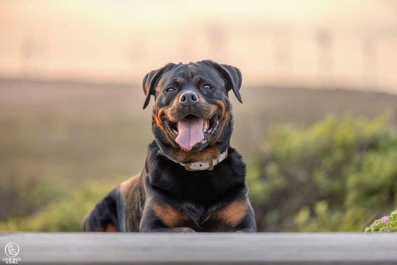 Rottweiler