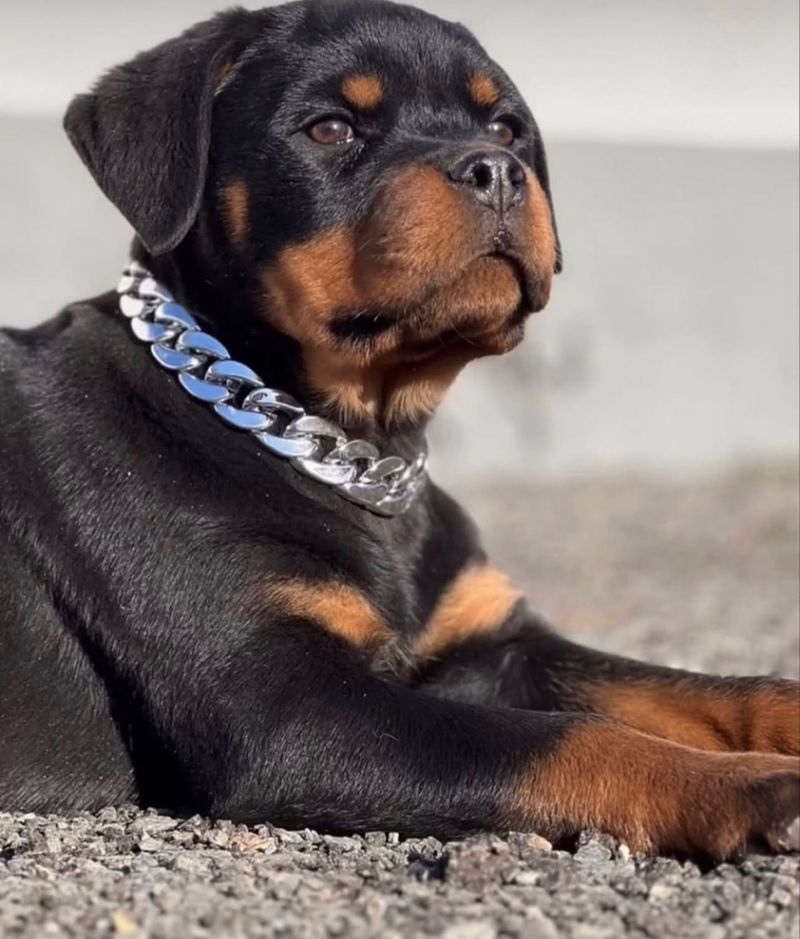 Rottweiler