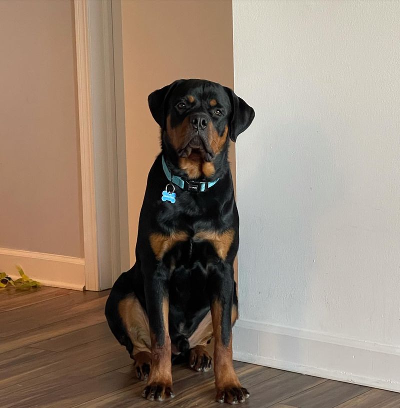 Rottweiler