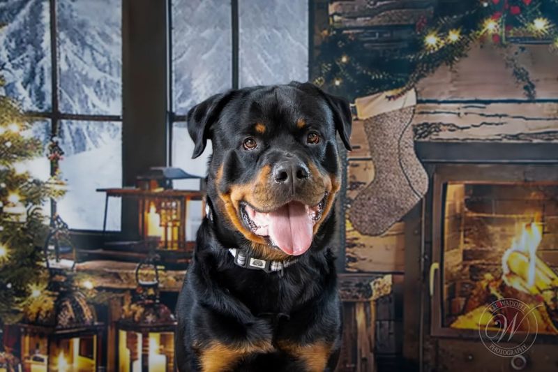 Rottweiler