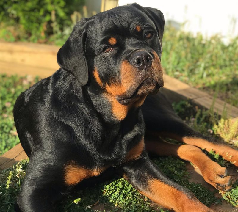 Rottweiler