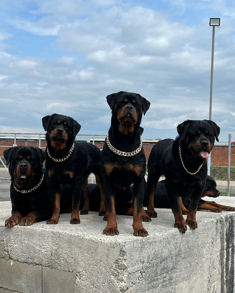 Rottweiler