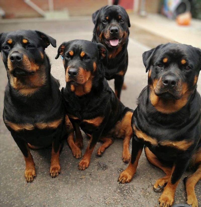 Rottweiler