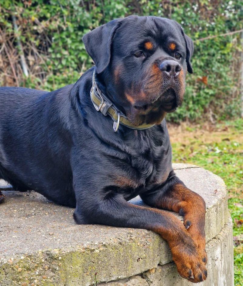 Rottweiler