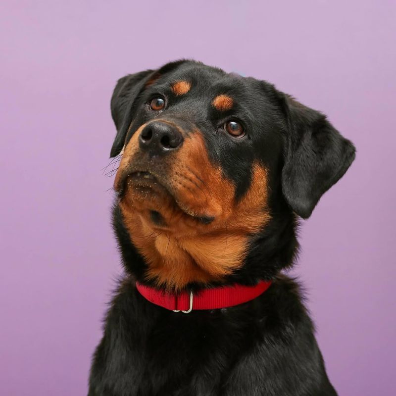 Rottweiler