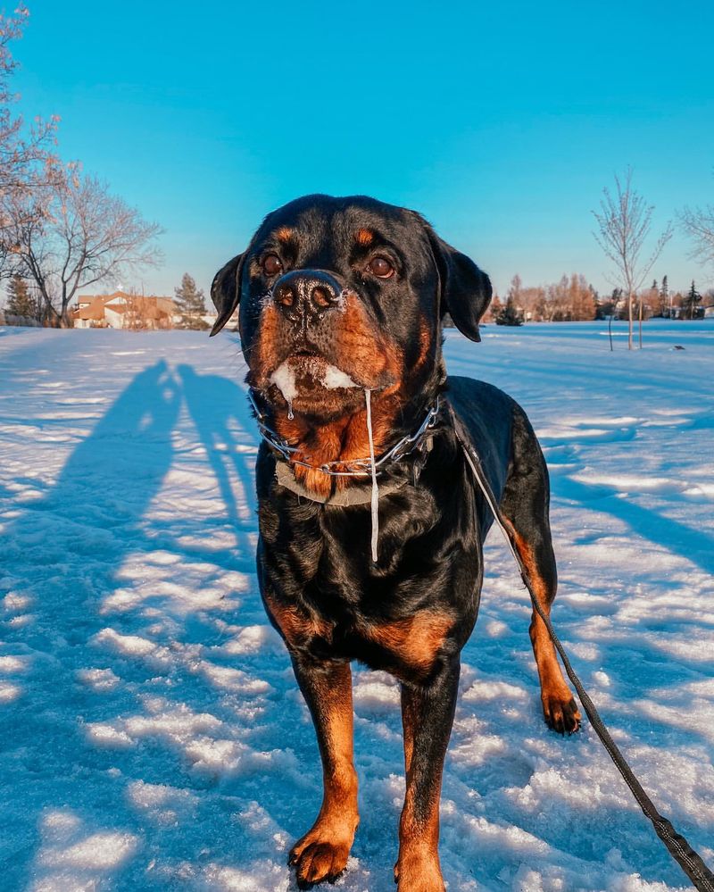 Rottweiler