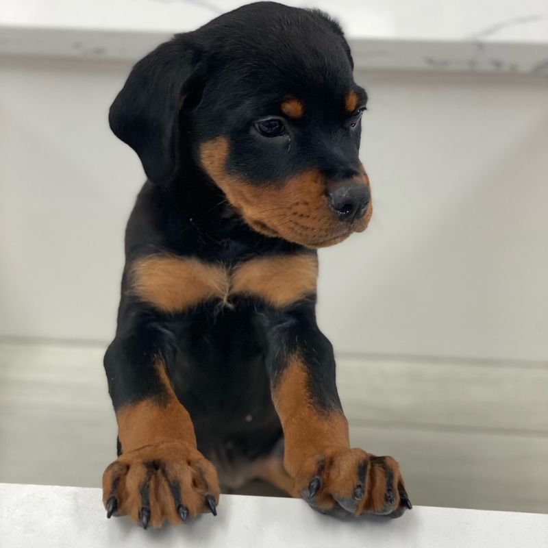 Rottweiler