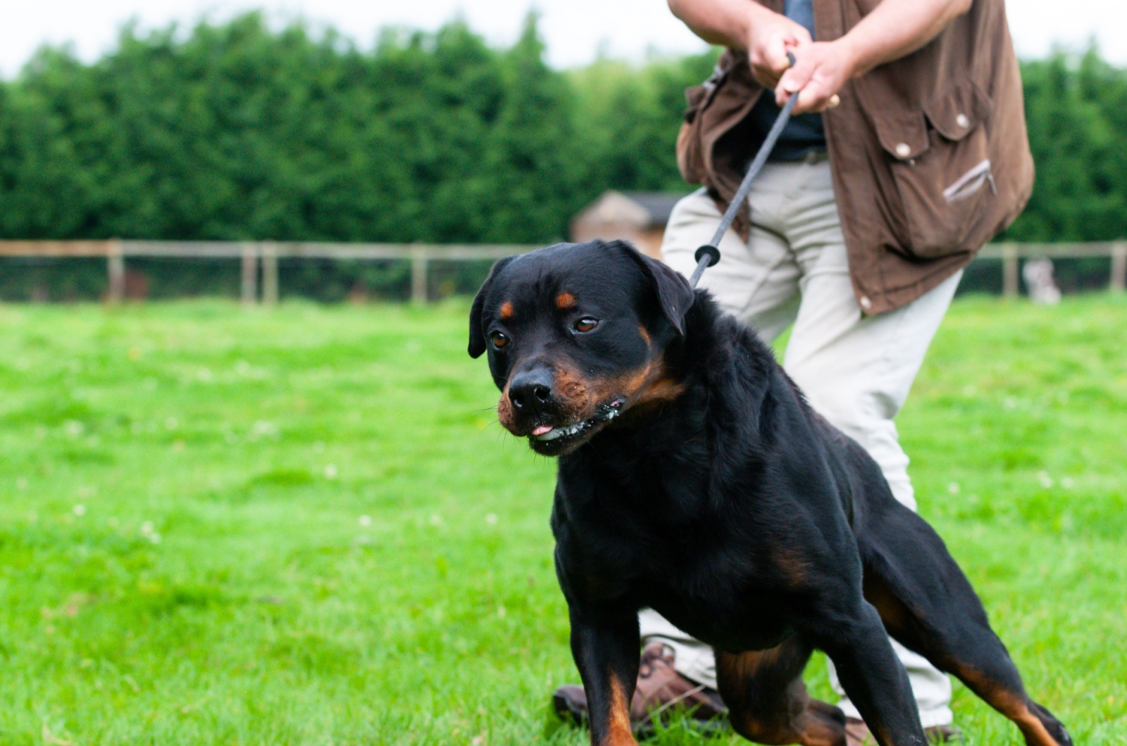 Rottweiler and owner