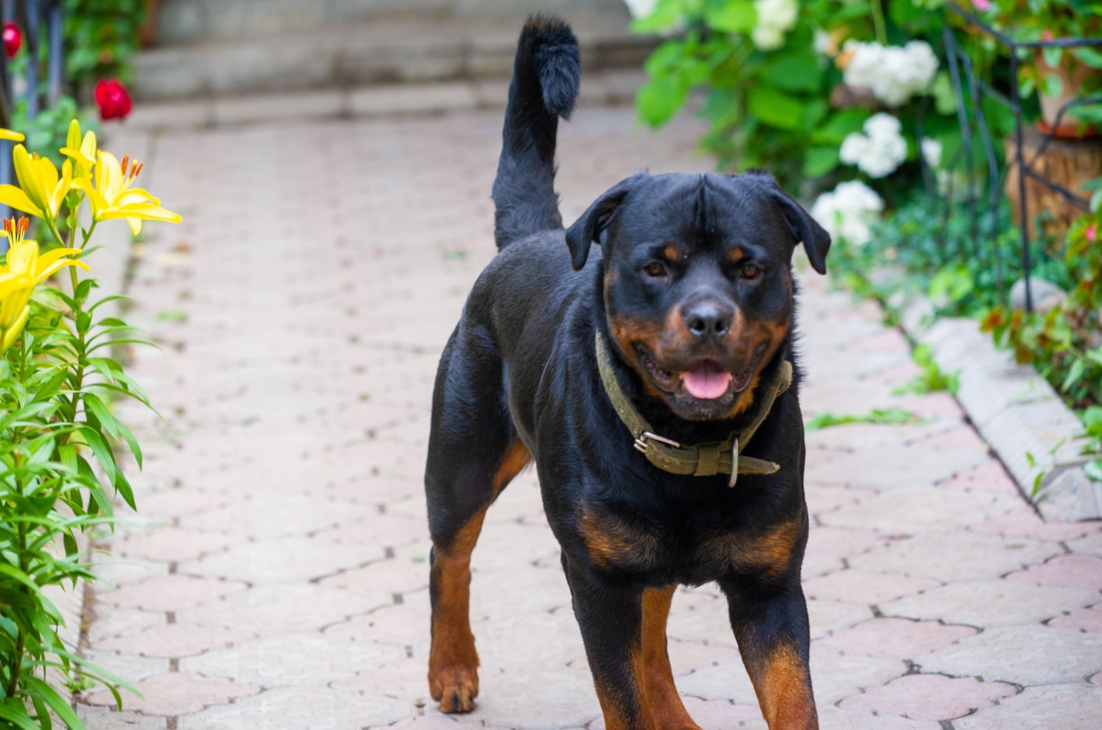 Rottweiler in garden