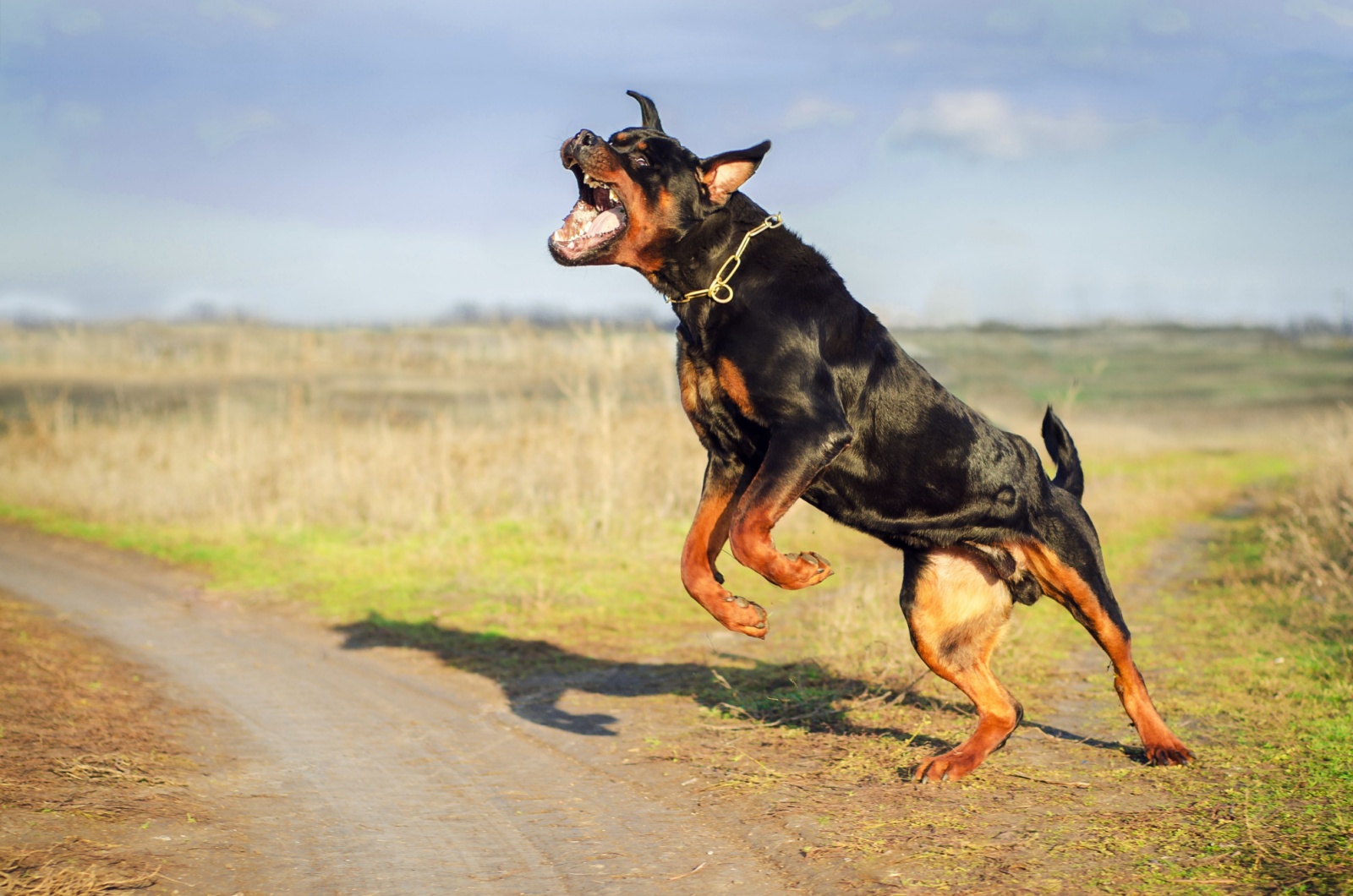 Rottweiler jumping