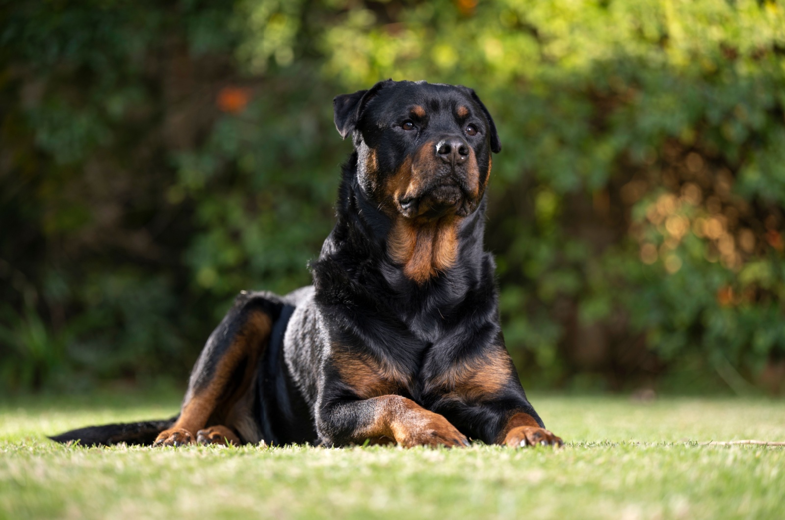 Rottweiler laying down