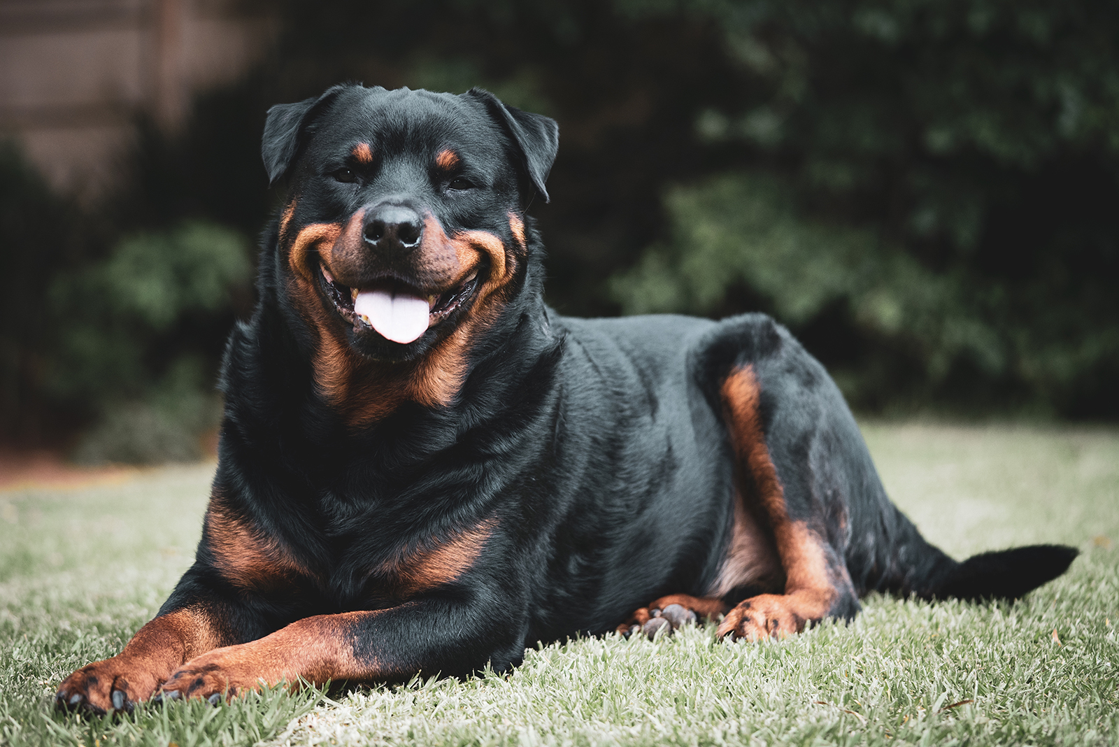 rottweiler lying