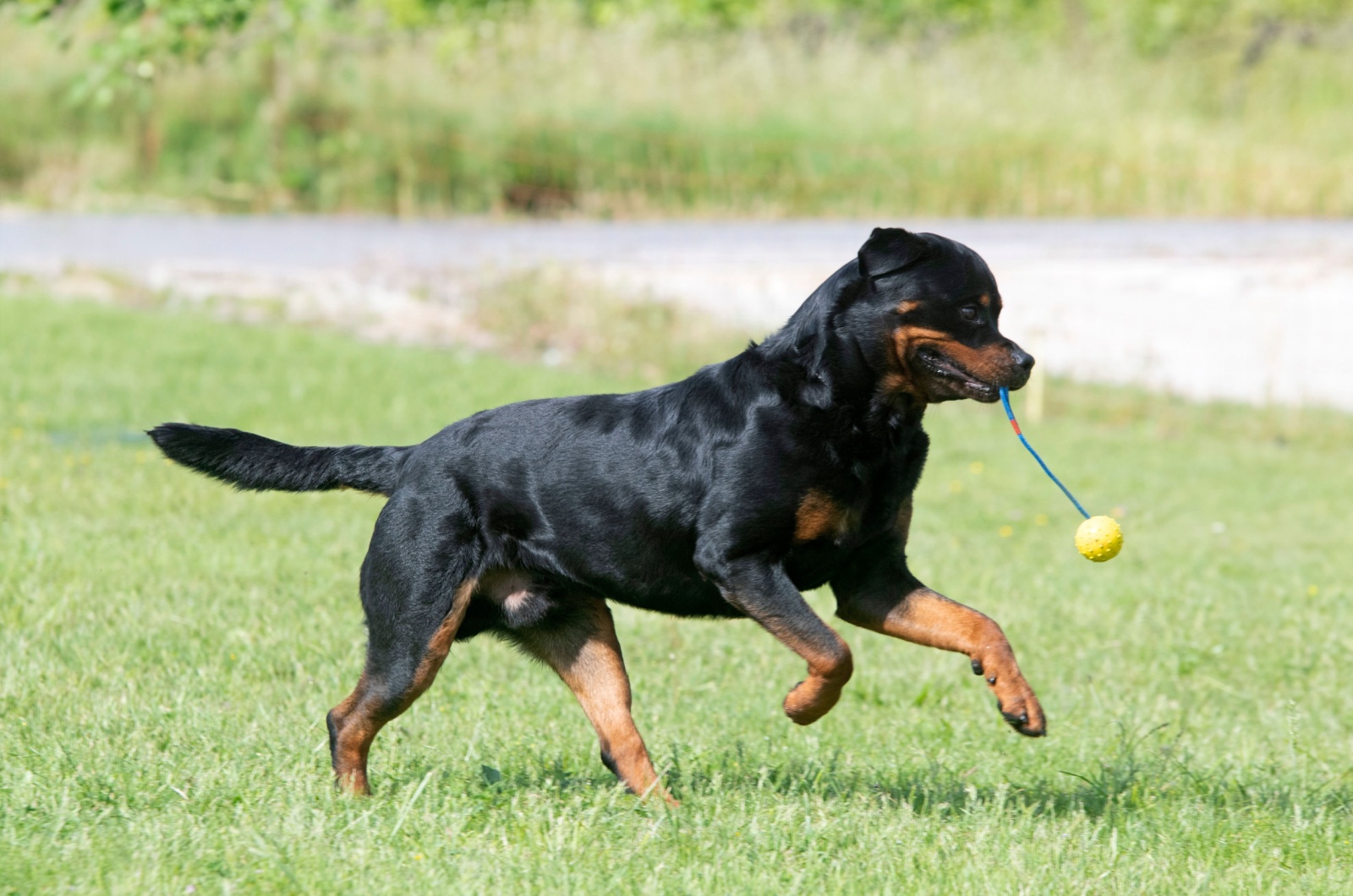 Rottweiler playing with toy