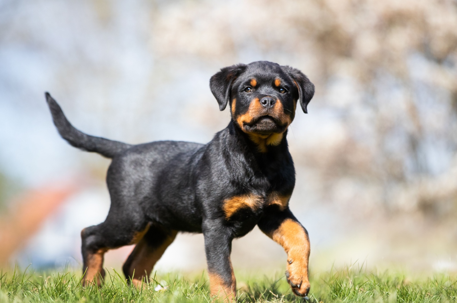 Rottweiler puppy