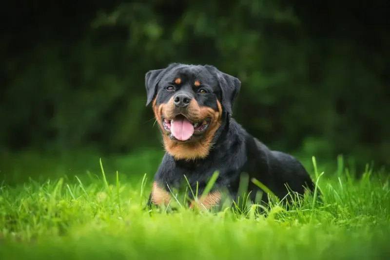 Rottweiler