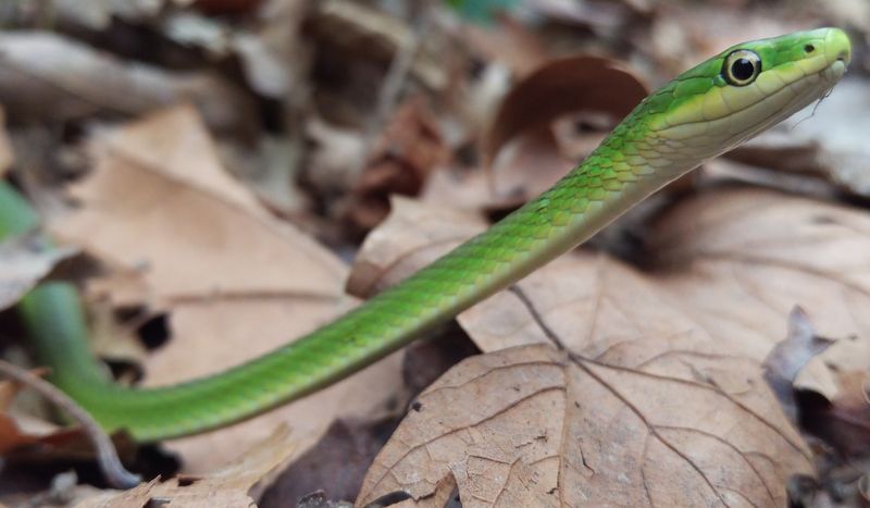 Rough Green Snake (Opheodrys aestivus)