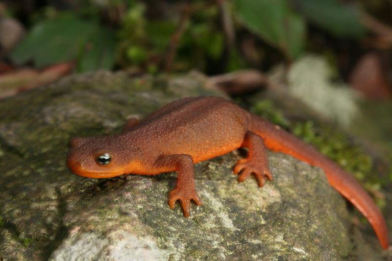 Rough-Skinned Newt