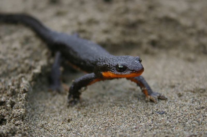 Rough-skinned Newt