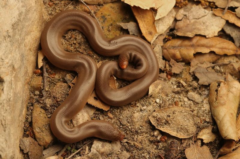 Rubber Boa