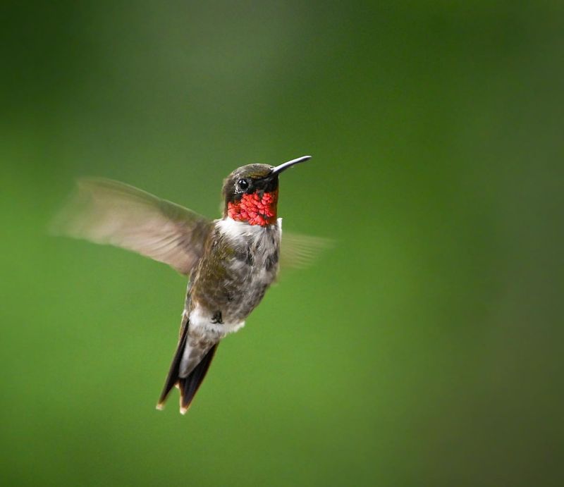 Ruby-throated Hummingbird