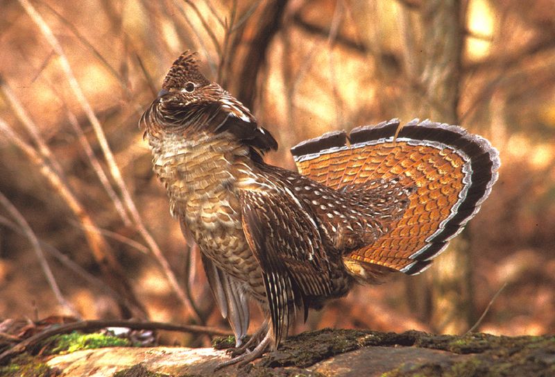 Ruffed Grouse