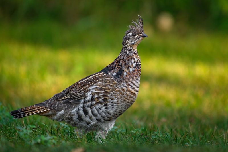 Ruffed Grouse