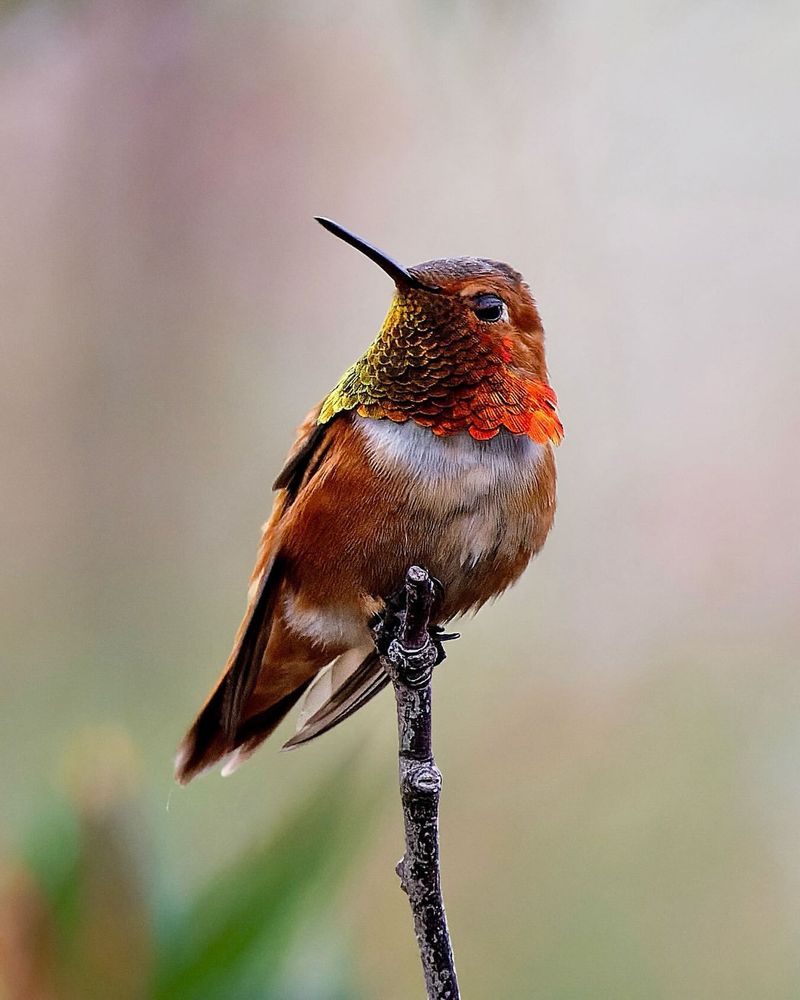 Rufous Hummingbird