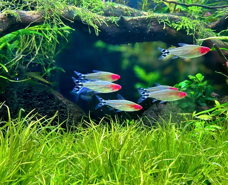 Rummy Nose Tetras