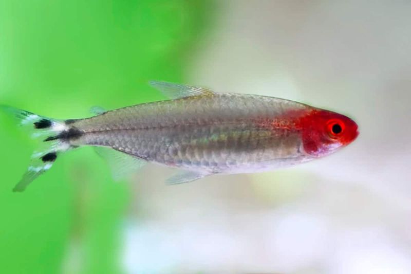 Rummy Nose Tetras