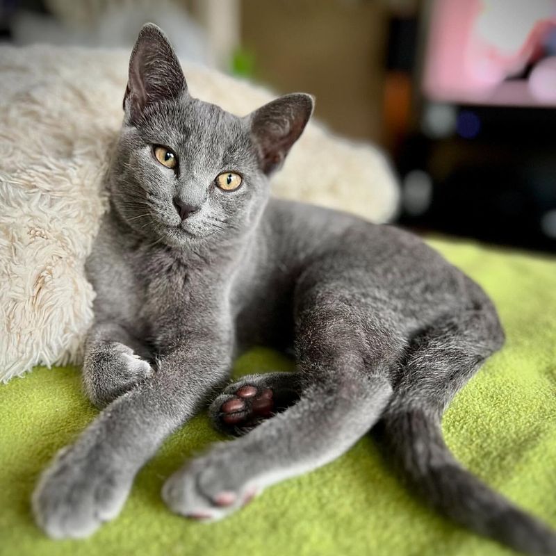 Russian Blue