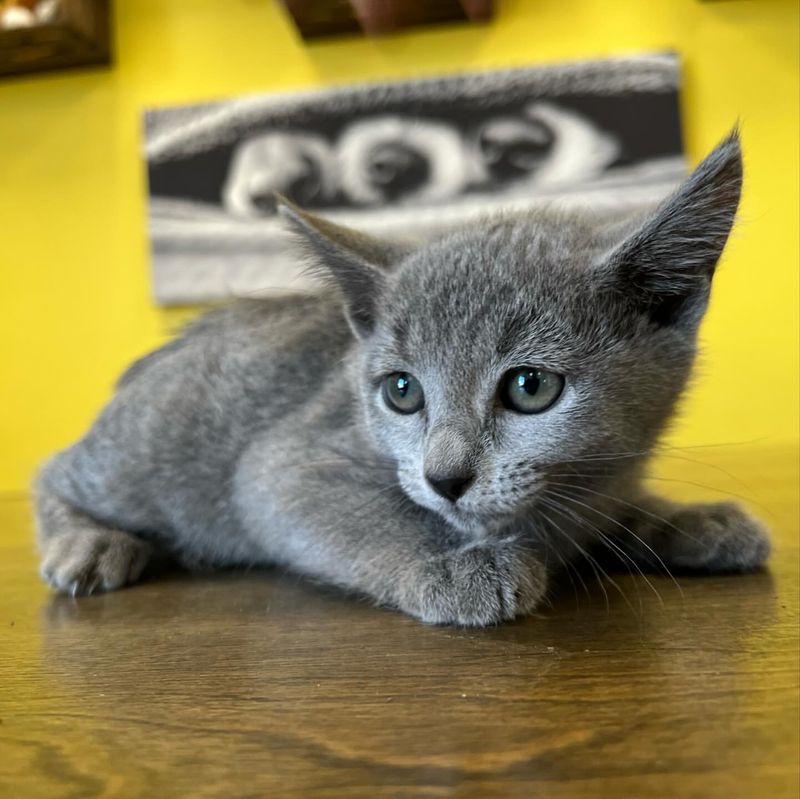 Russian Blue