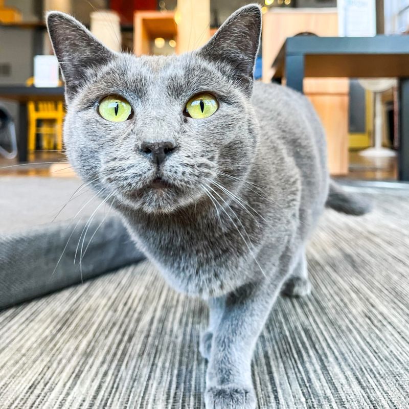 Russian Blue