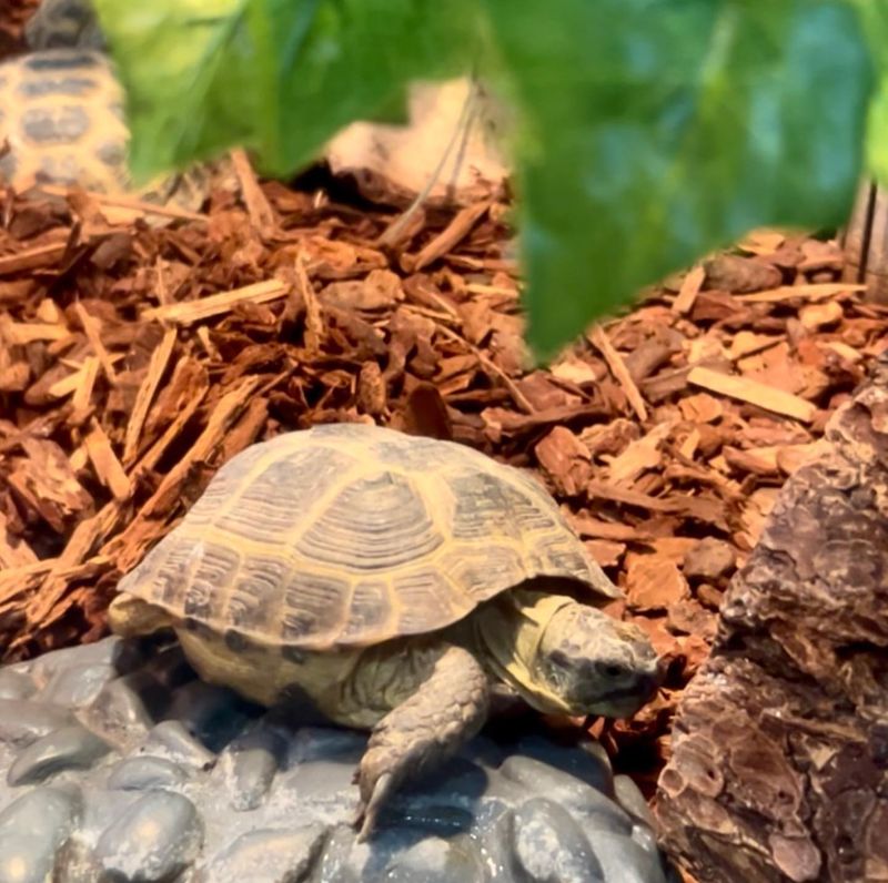 Russian Tortoise