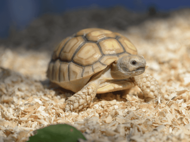 Russian Tortoise