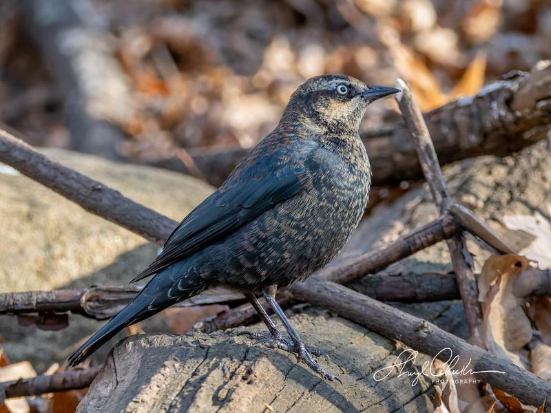 Rusty Blackbird