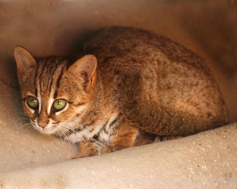 Rusty-Spotted Cat