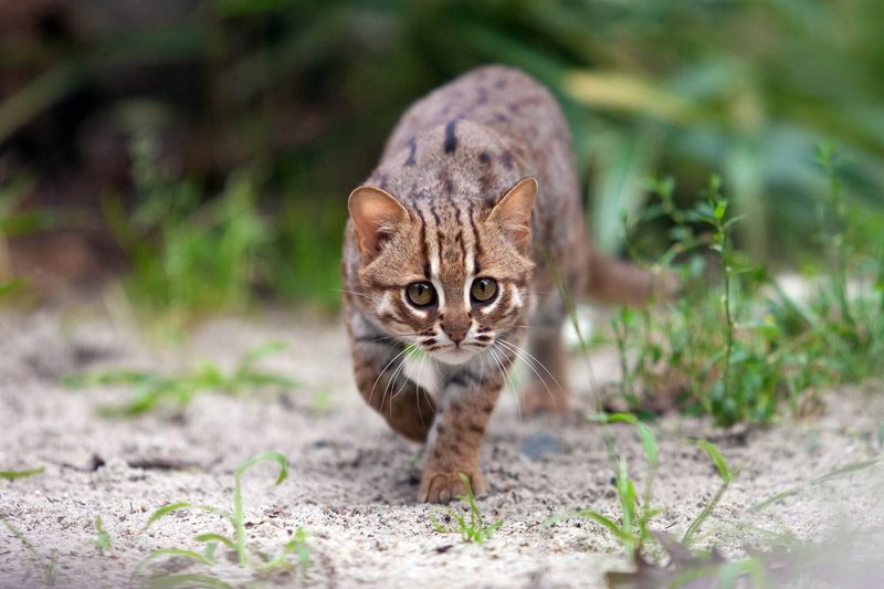 Rusty-Spotted Cat (Prionailurus rubiginosus)