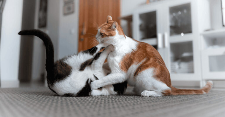 9 Things To Do If You Want Your Cats To Get Along Better