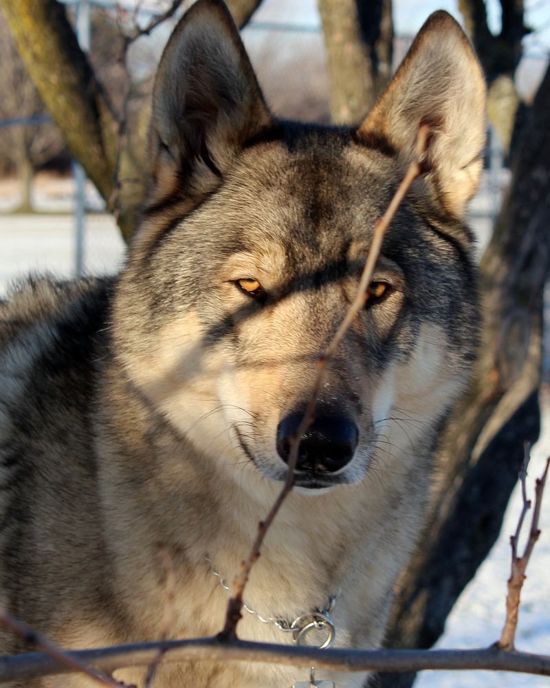 Saarloos Wolfdog